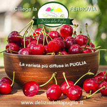 Carica l&#39;immagine nel visualizzatore di Gallery, Le Ciliegie Ferrovia in Confezione 500 gr. da Fresco D&#39;Orto una Delizia della Puglia, Ortofrutta Pugliese Già pronta, Ciliegia Ferrovia e Prodotti tipici della Puglia direttamente a casa tua

