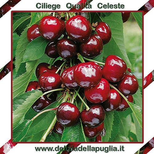 Ciliegia Celeste in Confezione 500 gr. le Ciliegie Celeste e tanti Prodotti tipici e Delizie della Puglia direttamente a casa tua