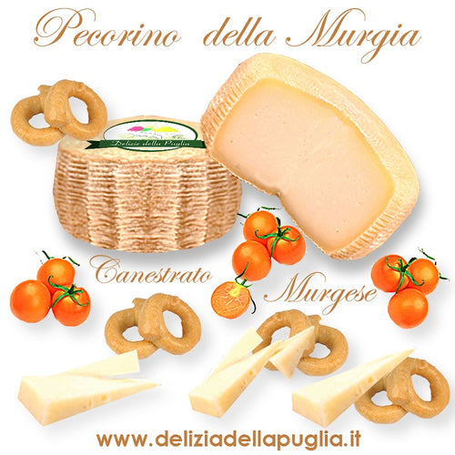 Formaggio Pecorino della Murgia di Puglia da latte di pecora una vera Delizia della Puglia un canestrato primo sale Pugliese